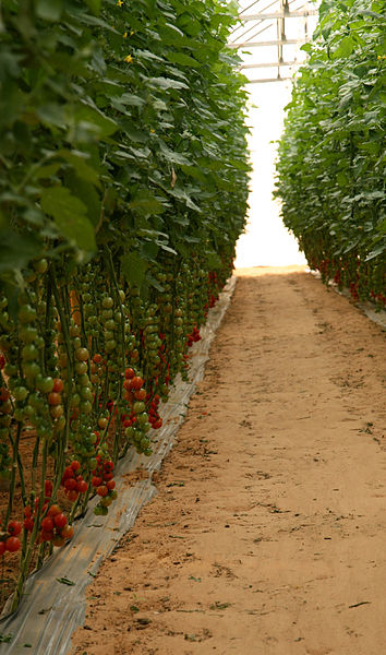 File:Tomates cerises (1).JPG