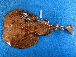 <i>Torpedo mackayana</i> Species of cartilaginous fish