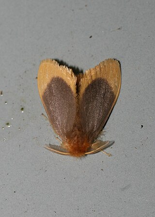 <i>Toxoproctis</i> Genus of moths