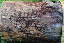 Damage to a log by T. piniperda Traces of incects on PinusSylvestris 2a.JPG