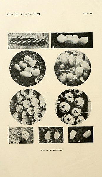 File:Transactions and proceedings of NZ Institute Vol 46 Plate II.jpg