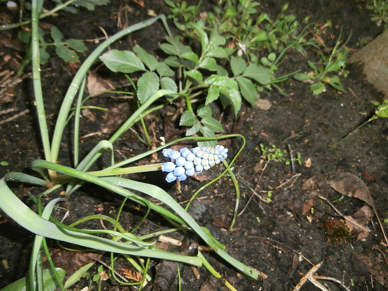 File:Traubenhyazinthe umgeknickt Deutschland März 2014.JPG