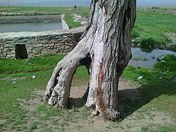 250px-Tree_Zaqe.jpg