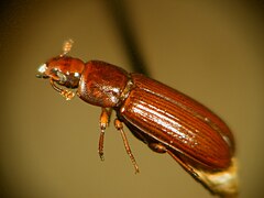 Sexual selection protected flour beetles from extinction in a ten-year experiment.[22]