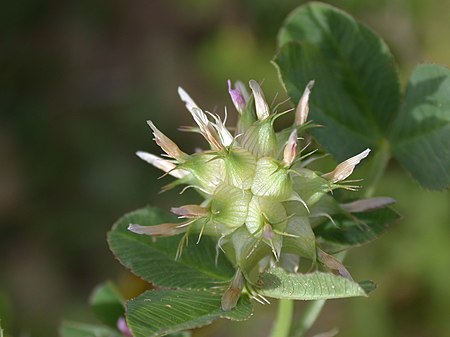 Trifolium spumosum 1.JPG