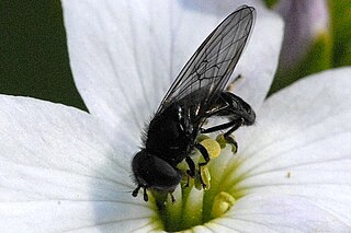 <i>Triglyphus</i> Genus of flies