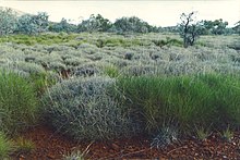 Hummock grassland, the green hummocks are Triodia pungens and the blue-grey hummocks are Triodia basedowii. Triodia hummock grassland.jpg