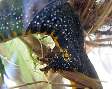 Storsalamander legger et egg inni en brett på et blad og holder bladet sammen til det er sammenlimt som beskyttelse Foto: Magne Flåten