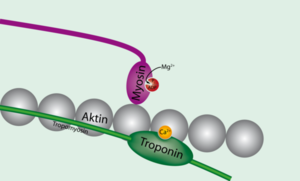 Tropomyosin unbound to actin.png