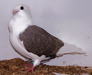 Turbit pigeon breed