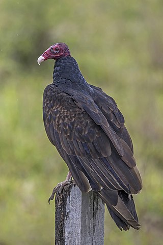 <span class="mw-page-title-main">Turkey vulture</span> Most widespread New World vulture