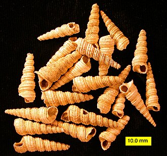 A group of fossil shells of Turritella cingulifera from the Pliocene of Cyprus Turritellatricarinata.jpg