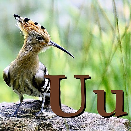 U is for Upupa.jpg