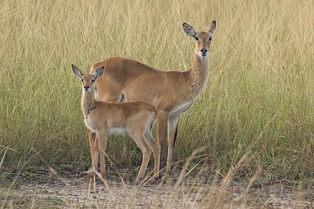 Female Ugandan kob (Kobus kob thomasi) with her calf