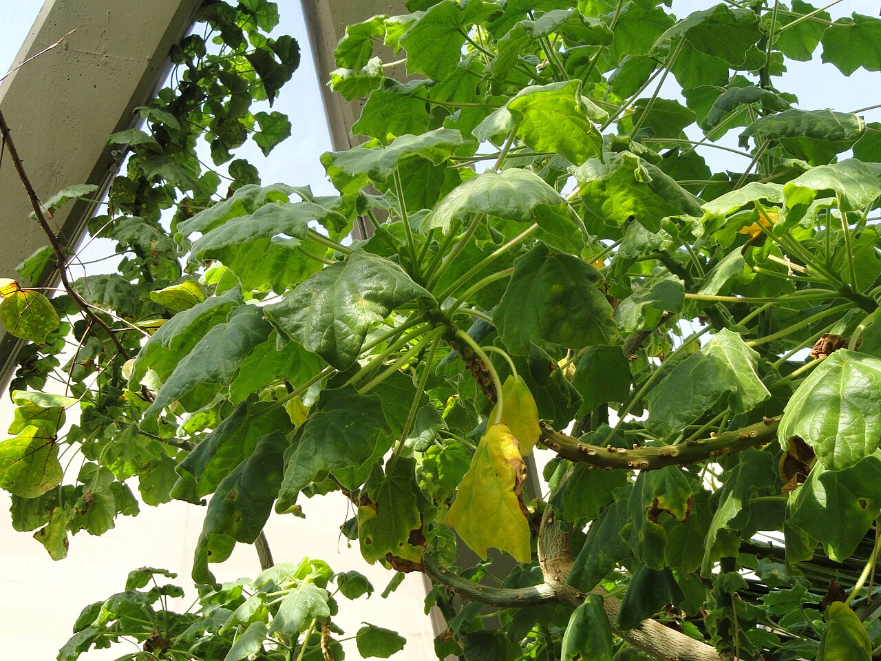 File Uncarina Decaryi Denver Botanic Gardens Dsc00945 Jpg