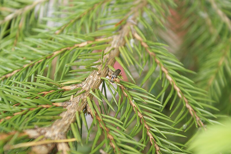 File:Unidentified Cantharidae in Belarus.JPG