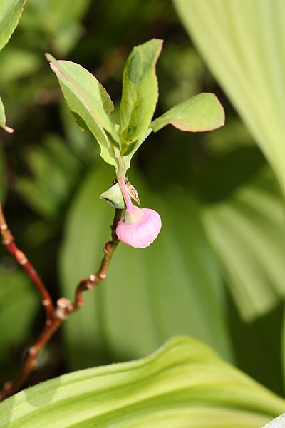 File:Vaccinium ovalifolium 0744.JPG