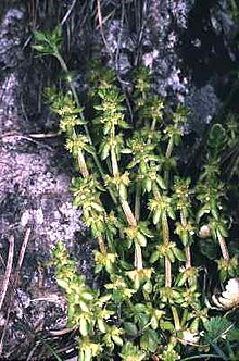 Valantia deltoidea.jpg