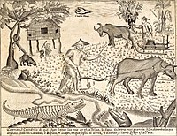 An illustration from the Carta Hydrographica y Chorographica de las Yslas Filipinas (1734) shows carabaos as beasts of burden