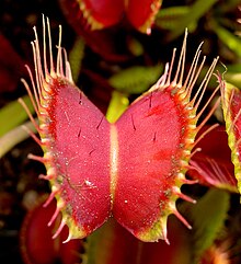 The Venus flytrap, a species of carnivorous plant. Venus Flytrap showing trigger hairs.jpg