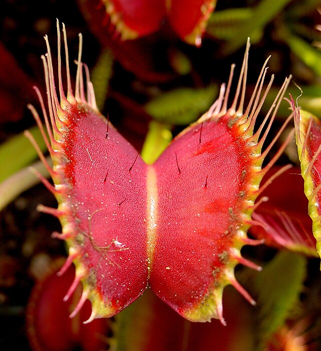 Venus flytrap plant