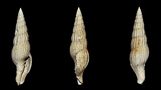 <i>Vexillum michelottii</i> Species of gastropod