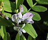 Heggenwikke (Vicia sepium)