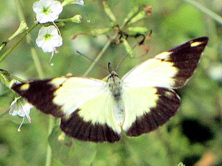 <i>Eronia</i> Butterfly genus in family Pieridae