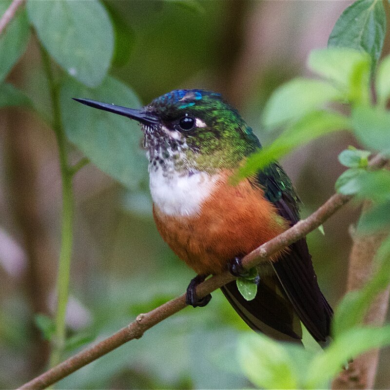 Violet-tailed Sylph (female).jpg