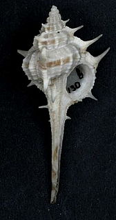 <i>Vokesimurex sobrinus</i> Species of gastropod