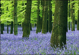 Bluebells in Dockey Wood Wall to wall Bluebells, Dockey Wood,Ashridge Common - geograph.org.uk - 1516103.jpg