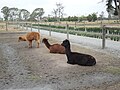 Alpacas