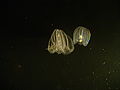 Warty comb jelly, Monterey Bay Aquarium 2006/06/01