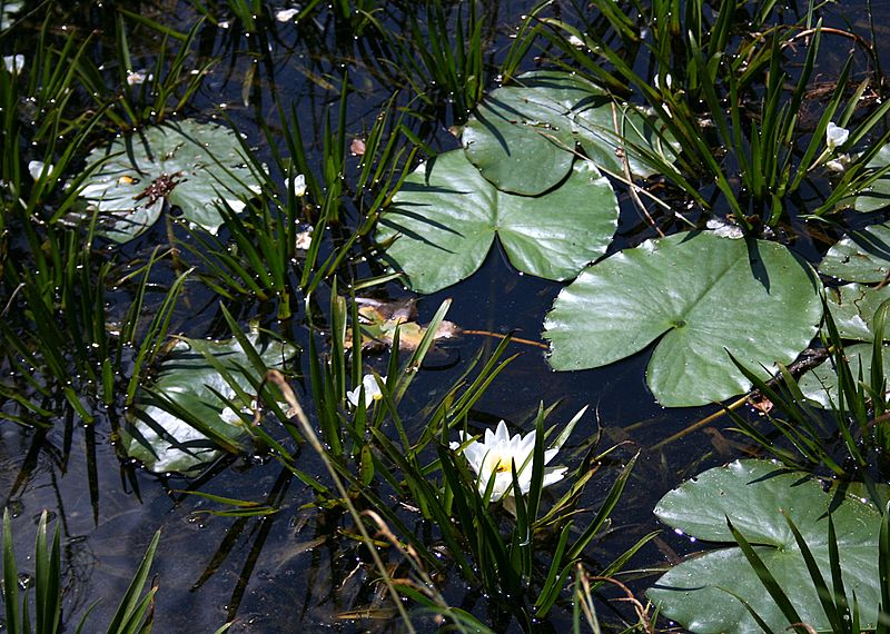 File:Wdzydzki PK Stratiotes aloides w towarzystwie grzybieni 05.07.10 p.jpg