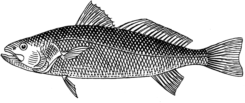 File:Weakfish (PSF).png