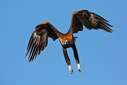 Wedge tail eagle flight Jan13.jpg