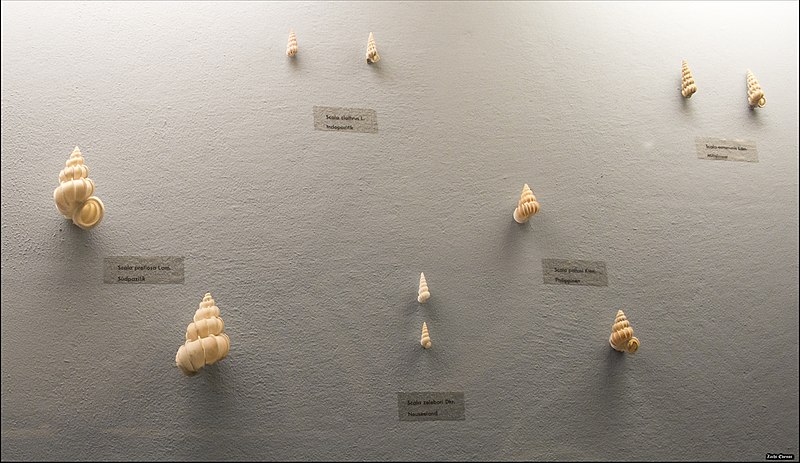 File:Wentletrap shells in Vienna Natural History Museum - IZE-2289a.jpg