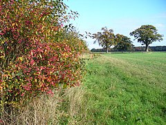 Blekuell fermasining g'arbiy qismida - geograph.org.uk - 602123.jpg