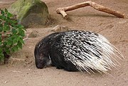 Stachelschwein mit Haube