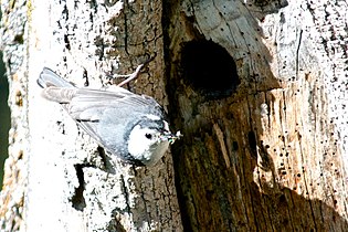 An adult at the entrance of the nest, an insect in the beak