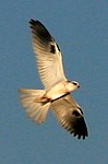 White-tailed kite.jpg