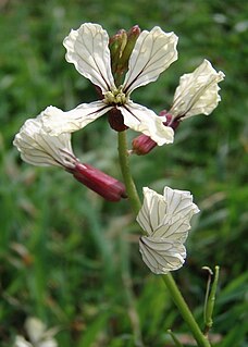 <i>Raphanus raphanistrum</i> Species of flowering plant