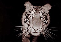 Tigre de Sumatra captat per un parany. Segons l'usuari de Commons, en destruí tres en una setmana.