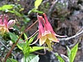 Aquilegia canadensis Wild columbine