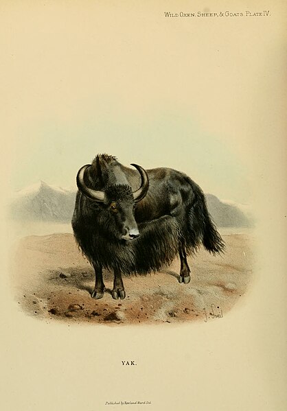 File:Wild oxen, sheep and goats of all lands, living and extinct (Plate IV) BHL9370000.jpg