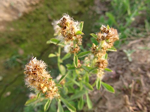 Wild bushy Flower