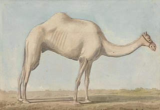 Views in the Levant: A Camel