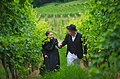 Wineyard walk, Slovenia