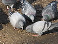 well fed Rock pigeons in the park of Schönbrunn Palace (Vienna)