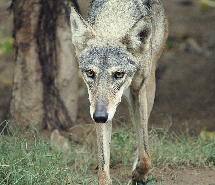 File:Wolf in Jaipur zoo (3).jpg